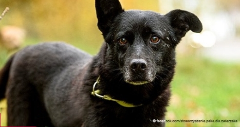 12 jähriger Tierheimhund findet nach fünf Tagen unterwegs seinen Weg nach Hause